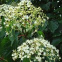 Viburnum betulifolium fleur detail